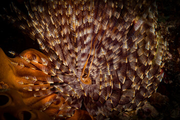 Feather duster worm (Sabellastarte spectabilis) lights up the reef off the Dutch Caribbean island...