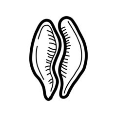 seashell sketch. vector illustration in doodle style 