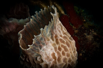 The beauty of an azure vase sponge (Callyspongia plicifera) on the reef off the Dutch Caribbean...
