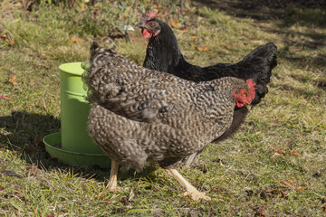 Poules de races Coucou et Marans