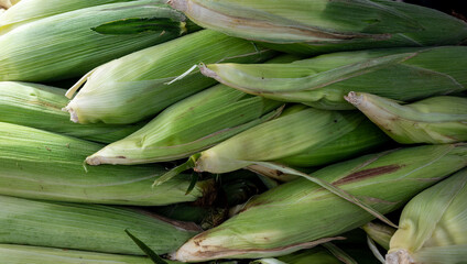 Fresh ears of corn in green husks are stacked up for sale in a Farmers Market in Oregon, soft tones of green and sharp detail of the fresh husks.