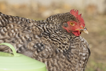Poules de races Coucou et Marans