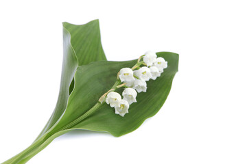 Brins de muguet avec feuilles