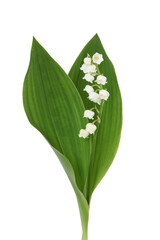 Brins de muguet avec feuilles