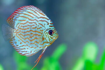 Discus fish Symphysodon in aquarium