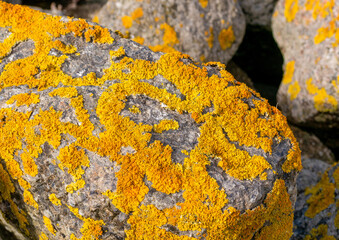 Gelbe Flechten und Pilze auf Steinen und Holzpfähle an einer Buhne an der Nordsee