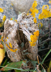 Gelbe Flechten und Pilze auf Steinen und Holzpfähle an einer Buhne an der Nordsee