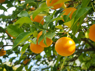 Bright orange oranges on a tree branch with green foliage. Close-up. Plant background