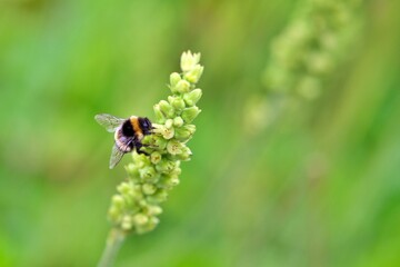 Nahaufnahme Biene auf Blüte