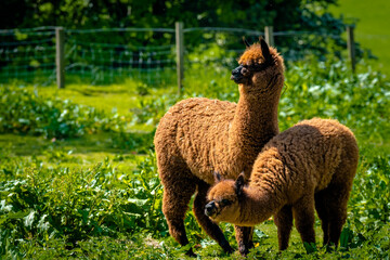 Alpaca's in an unlikely place, farmers field, Blackburn, Lancashire © frazer