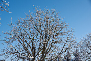 Winter magic. After the thaw, frost struck and the trees were covered with frost.