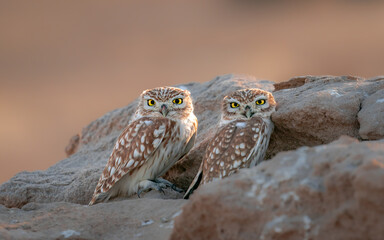two little owls 