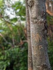 Initials carved into a tree in the woods and mountains NN and MP 