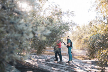 a group of people is gathering olives in an olive grove.