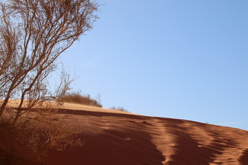 Plants on Dunes (Wadi Rum, Jordan)