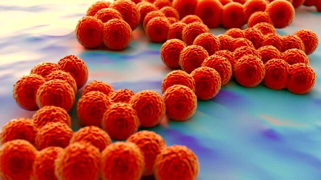 Staphylococcus aureus MRSA bacteria