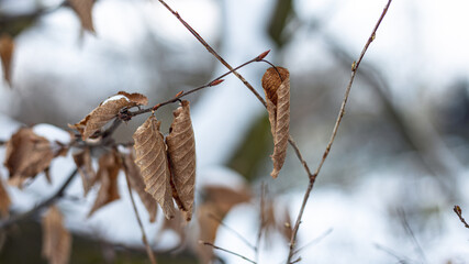 Dry leaves on a branch