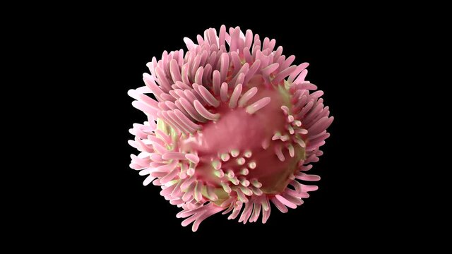 Colorectal cancer cell