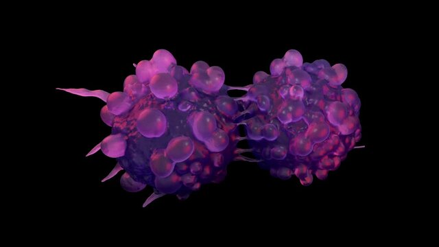 Dividing bladder cancer cells