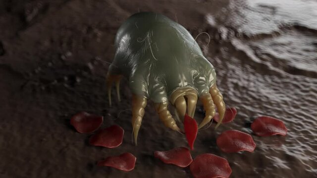 dust mite eating human dead cells