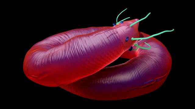 NEMATODE WORM 3d illustration on black background