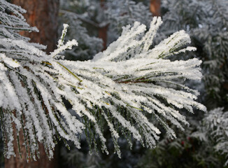 zima, szron na gałęzi sosny, oszroniona i ośniezona gałąź sosny, winter, frost on a pine branch, hoarfrost	