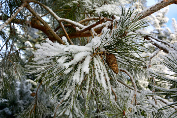 zima, szron na gałęzi sosny, oszroniona i ośniezona gałąź sosny, winter, frost on a pine branch, hoarfrost	 - obrazy, fototapety, plakaty