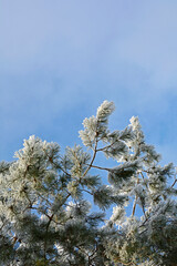 zima, oszroniona sosna na tle nieba, oszronione galezie sosny na tle zimowego nieba, winter, frost on a pine branch, hoarfrost  © kateej