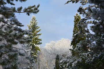 zimowy krajobraz ośniezone choinki, świerki, sosny i drzewa, winter landscape © kateej