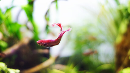 Aquarium with beautiful betta fish