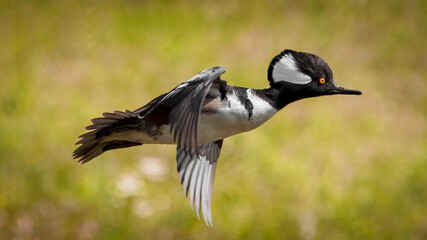 Male hooded merganser - Lophodytes cucullatus - with orange eye flying close up over prairie head feather detail, green blur background