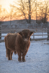 highland cattle in winter