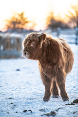 higland cow on snow