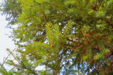 A lone Christmas tree and its fluffy spruce branches of a bright green color.