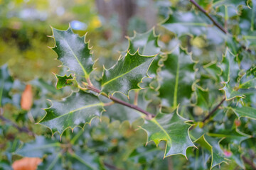 Green bush that blooms all year round