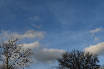 Fototapeta na wymiar Clouds in a Blue Sky Over Trees