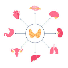 Thyroid hormones diagram