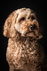 Portrait of a Cockapoo - 474986514