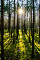 the sun's rays breaking through the trees in the forest