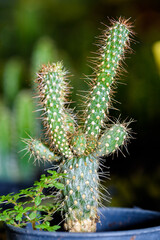 Close up green small Cactaceae or cactus plant in a pot beautiful nature of the exotic desert tree is an ornamental plant