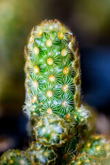 Close up green small Cactaceae or cactus plant in a pot beautiful nature of the exotic desert tree is an ornamental plant