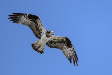 Osprey flying against clear sky