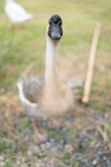 goose farming, animal living in nature farm, white goose bird or big duck with feather