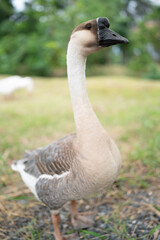 goose farming, animal living in nature farm, white goose bird or big duck with feather