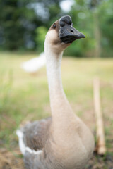 goose farming, animal living in nature farm, white goose bird or big duck with feather