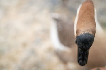 goose farming, animal living in nature farm, white goose bird or big duck with feather