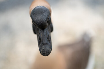 goose farming, animal living in nature farm, white goose bird or big duck with feather