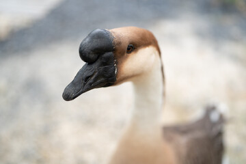 goose farming, animal living in nature farm, white goose bird or big duck with feather