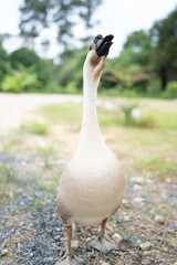 goose farming, animal living in nature farm, white goose bird or big duck with feather
