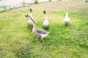 goose farming, animal living in nature farm, white goose bird or big duck with feather
